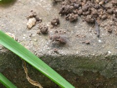 Calliphoridae