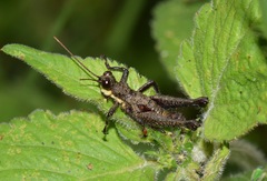 Kyphiacris andeana