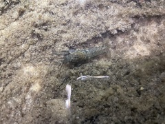 Procambarus versutus