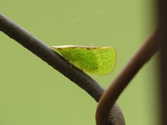 Fulgoromorpha
