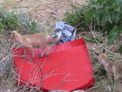 Vulpes vulpes flavescens