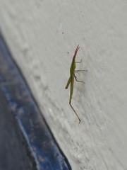 Acridinae