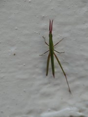 Acridinae