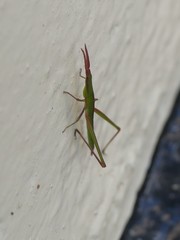 Acridinae