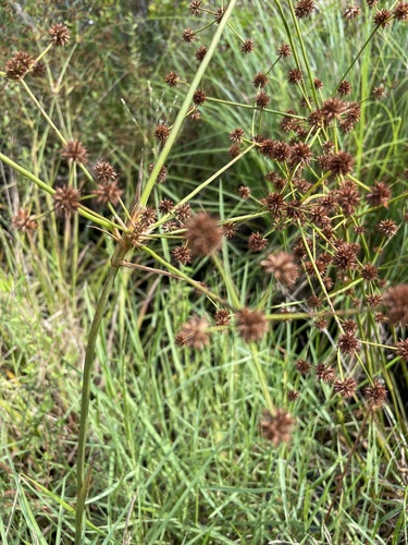 Manyhead rush (Juncus polycephalus)