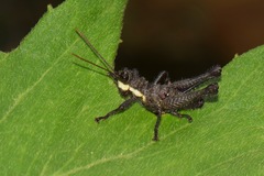 Kyphiacris andeana