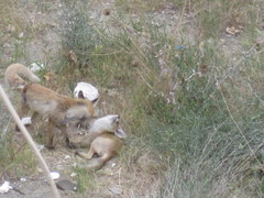 Vulpes vulpes flavescens