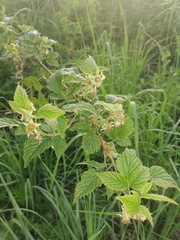 Rubus sachalinensis