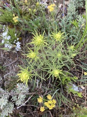 Castilleja flava