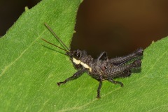 Kyphiacris andeana