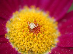 Thomisidae