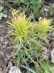 Castilleja flava