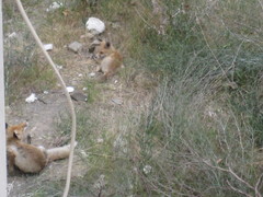 Vulpes vulpes flavescens