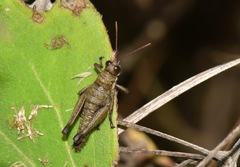 Kyphiacris andeana