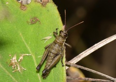 Kyphiacris andeana