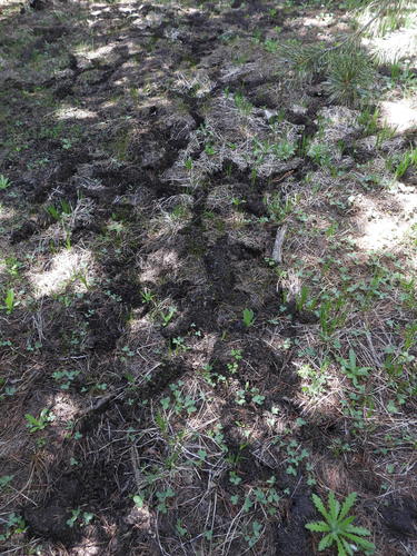iNaturalist observation photo of Northern Broad-footed Mole
