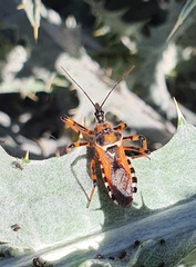 Rhynocoris punctiventris