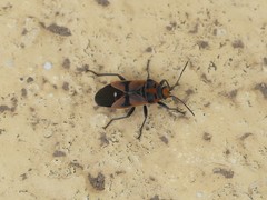 Graptostethus grandis