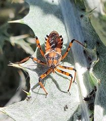 Rhynocoris punctiventris