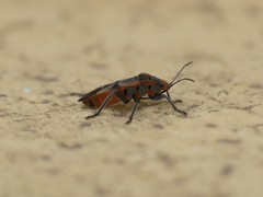 Graptostethus grandis