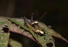 Kyphiacris andeana