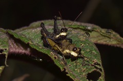 Kyphiacris andeana