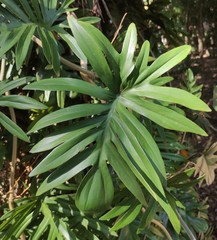 Philodendron mayoi