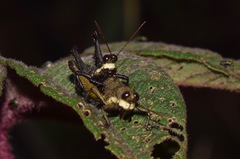 Kyphiacris andeana