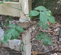 Philodendron pedatum