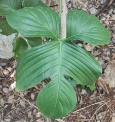 Philodendron pedatum