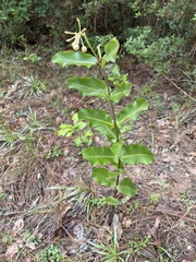 Asclepias obovata