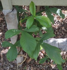 Philodendron applanatum
