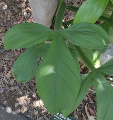 Philodendron applanatum