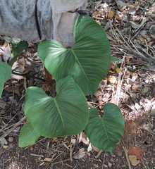 Philodendron