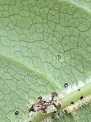 Corythucha associata