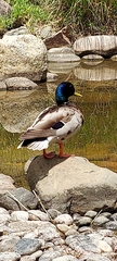 Anas platyrhynchos