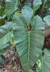 Philodendron