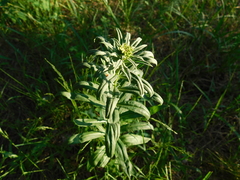 Erysimum hieraciifolium