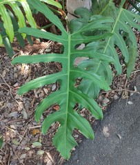Philodendreae