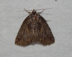 Prionofrontia erygidia