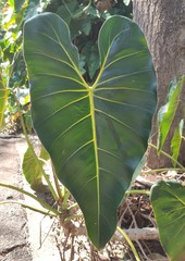 Philodendron