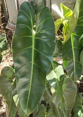 Philodendron