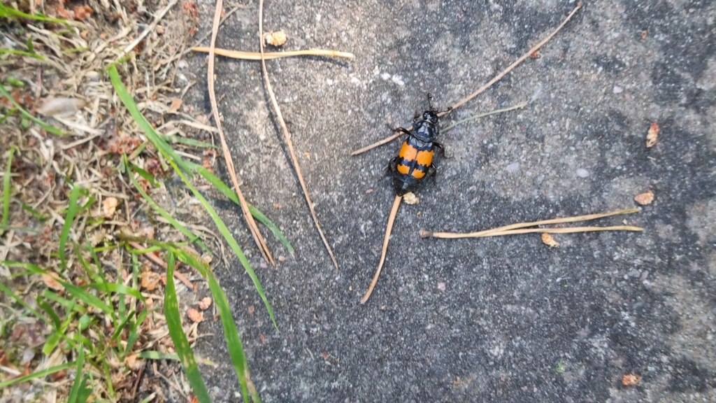 Lesser Vespillo Burying Beetle from 02700 Kauniainen, Suomi on June 12 ...