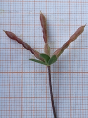 Lotus longisiliquosus