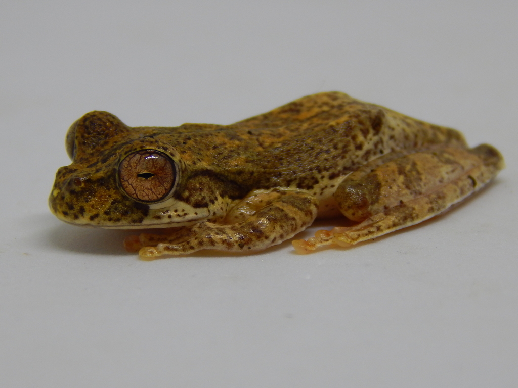 Mexican Pine Woods Treefrog