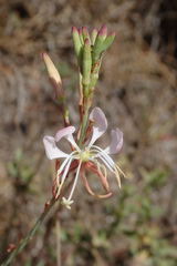 Oenothera sinuosa