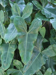 Philodendron
