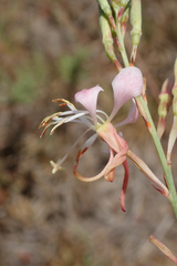 Oenothera sinuosa