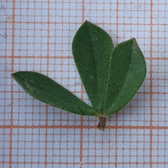Lotus longisiliquosus
