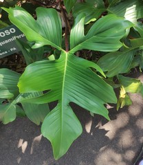 Philodendron